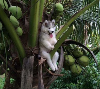 二哈果然是最古怪的狗狗，没有之一，哈士奇爬树拆家，有图有真相
