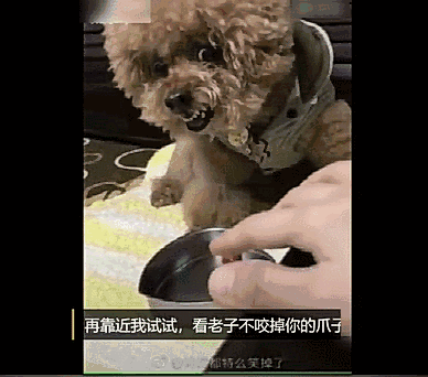 还敢动,我可要来真的了!伤了你可不要怪我!