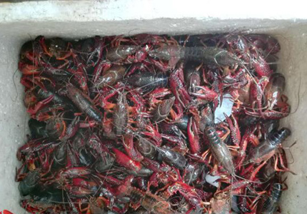 爱吃小龙虾的你 南京小龙虾抽检结果出炉