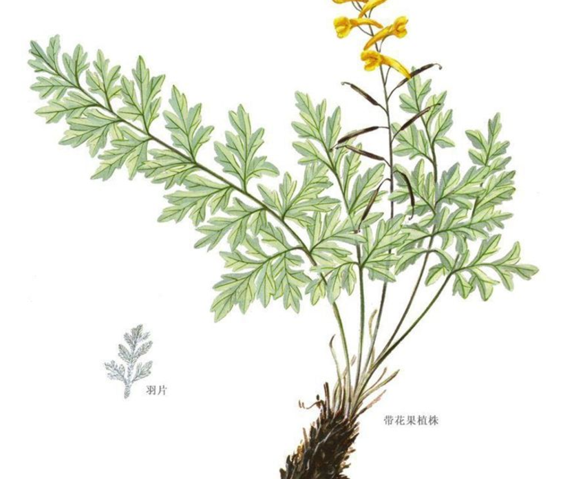 山里这种长在石头上的花，看起来不太起眼，殊不知价值珍贵