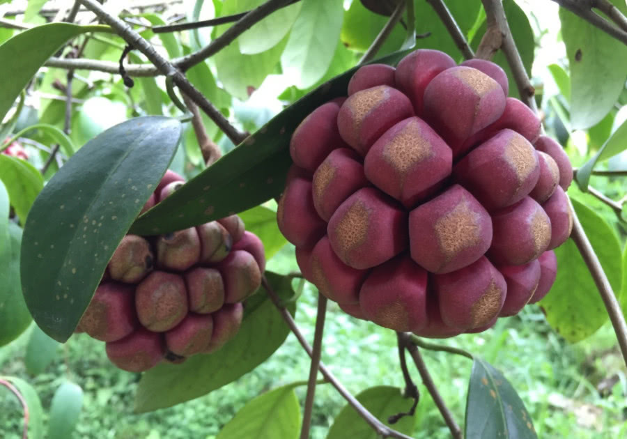 "黑老虎"这果子,美味香甜,是70后的回忆,且价值珍贵可