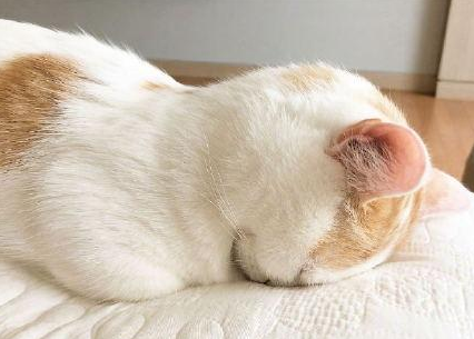 猫咪做错事后主动认错"道歉",没成想却是嫌弃主人话痨