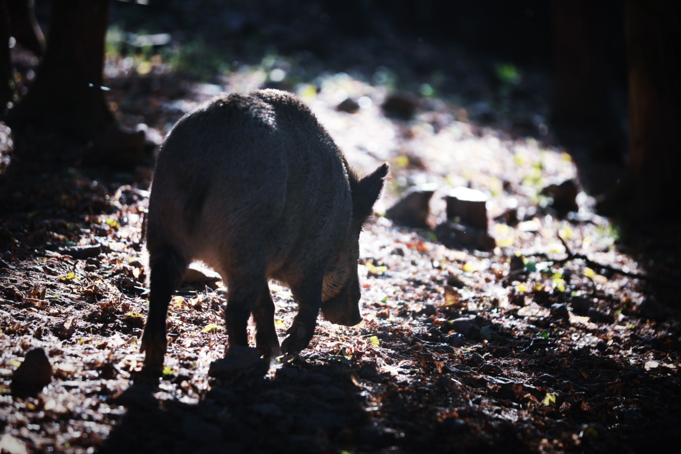 在比利時(shí)逛野豬林、吃樹(shù)屋燒烤穿越潘多拉星球