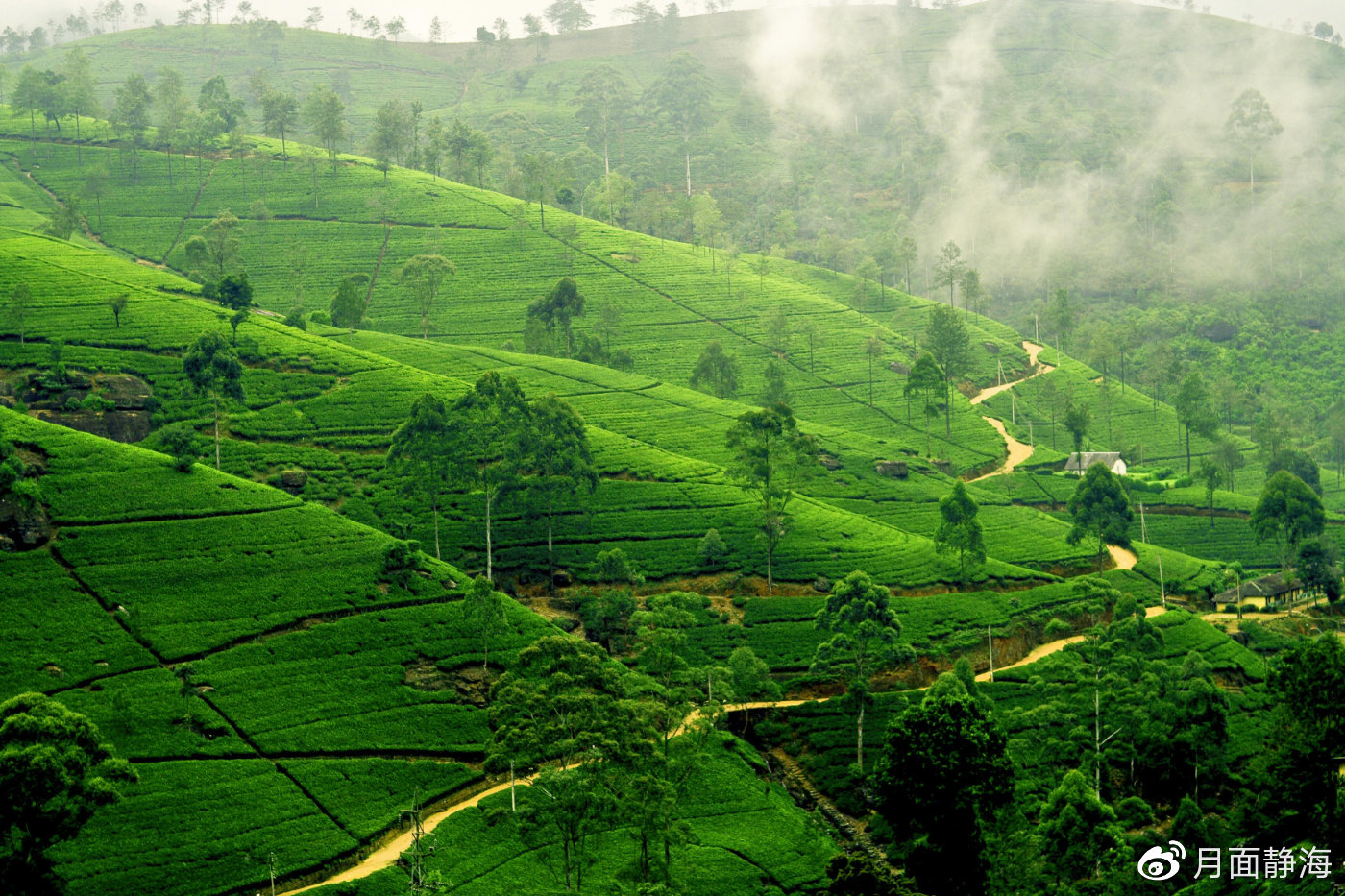 斯里蘭卡｜不止高山茶園、野生動物和古城，探索印度洋小島的N種玩法