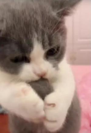 小奶猫淘气误吞毛球,被主人强制摇出,最后的小表情好无辜啊
