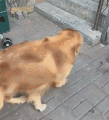 349_384gif 动态图 动图