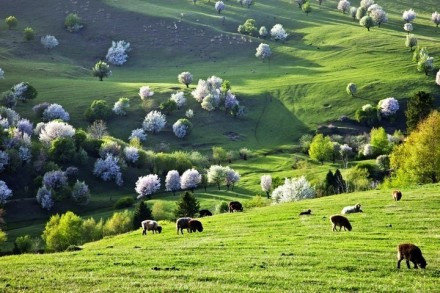 伊犁那拉提草原 打滾好地方