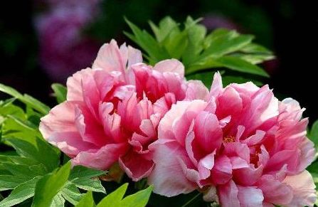 种植牡丹花需要注意些什么 牡丹花施肥特点是什么 怎么施肥