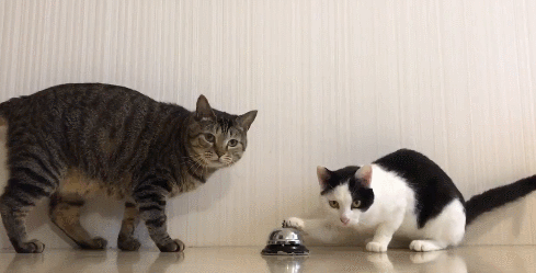 想养两只猫,一只胖成球的虎斑猫一只机灵古怪的奶牛猫