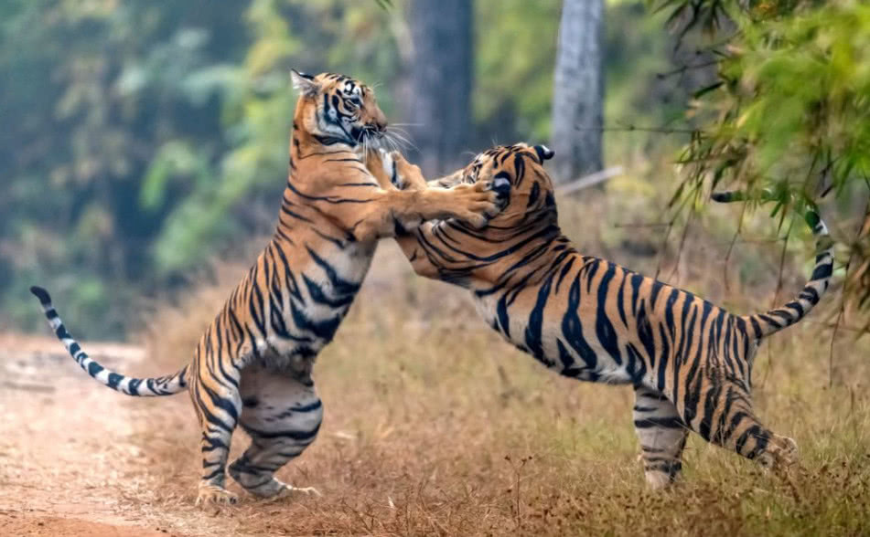 老虎的天敌图片