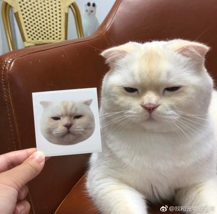 猫咪总是一脸嫌弃和无奈,把自己活成了表情包