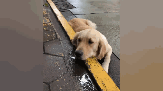 金毛小心眼,看到主人把狗粮喂给流浪狗,趴地上撒泼不