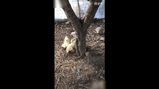 小猫咪和一群小鸭子打架,压力挺大的