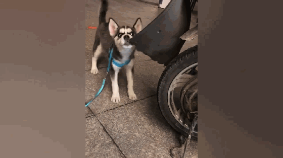 560_314 gif 动态图 动图