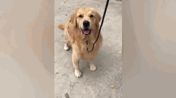 主人半夜起来吃面包,吃货金毛闻味而动,狗子馋到嘴巴发抖