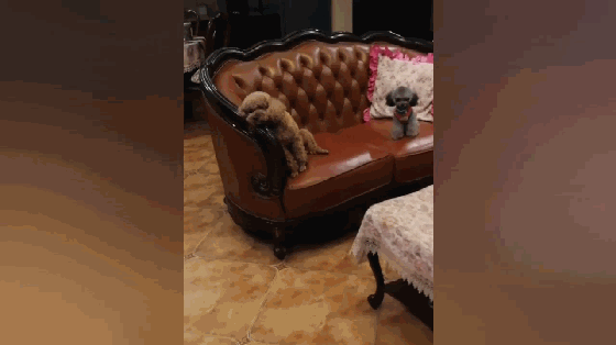 家里来了小泰迪,大泰迪变抑郁,整天倚着沙发暗自神伤