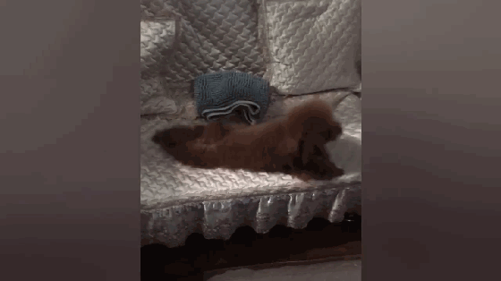 泰迪犯二,在沙发上拖后腿爬行,狗子:心中有大海,哪里都能游