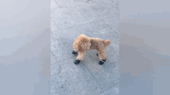 泰迪穿上皮鞋,奔跑似小马,狗:我是一只快乐的小马驹