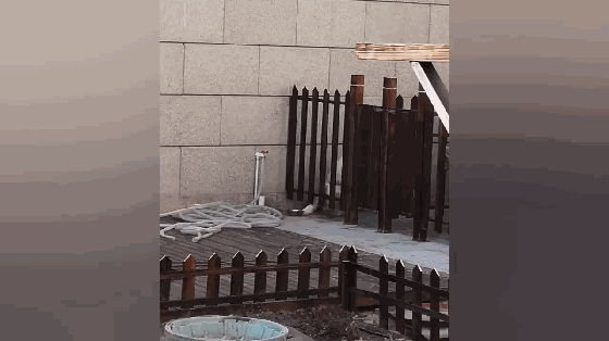 聪明萨摩口渴自己接水喝,还会拧开水龙头,网友:这狗不
