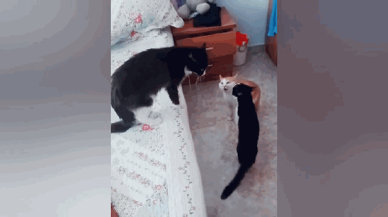 猫咪吵架,主人上前劝,踢了黑猫一脚,橘猫以为发动攻击
