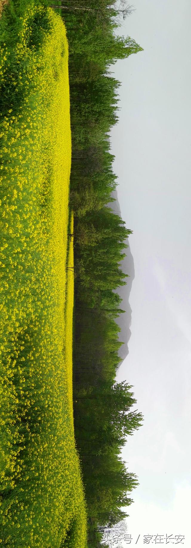 不负春光山坡油菜花田,全景拍杨庄虎峪,有水有灵气地方!