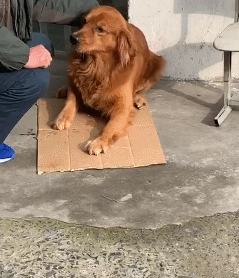 狗狗突然浑身抽搐,看起来很难受的样子,难道是中毒了?