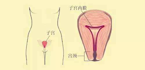 泰国试管婴儿：子宫内膜的厚度有什么定义？