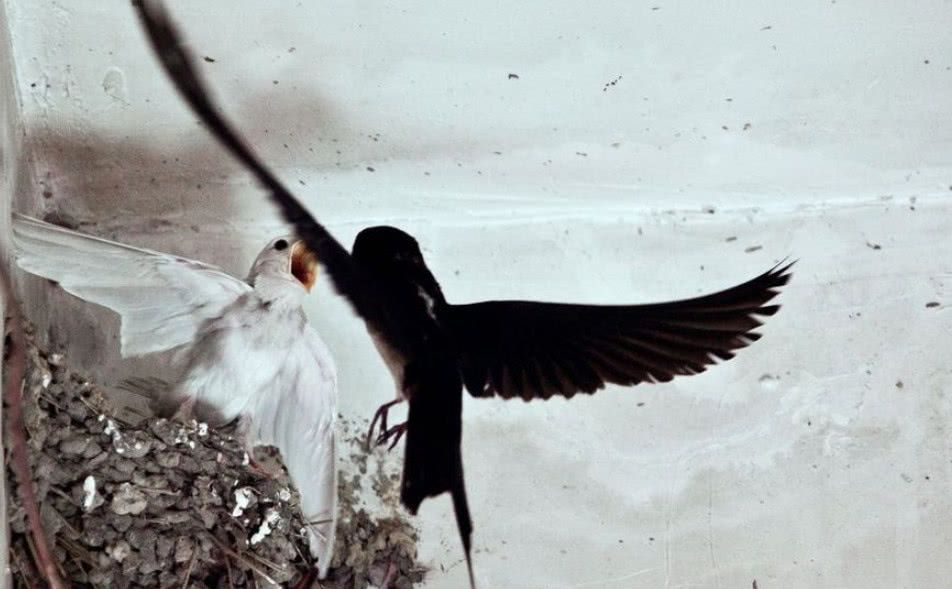 老外热议:中国人爱吃燕窝,为何却不吃燕子?网