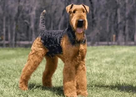 万能梗的缺点,身上容易生虱子,出门要戴牵引绳