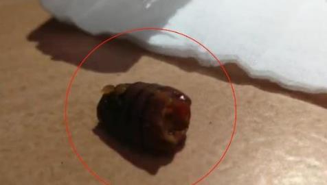 网购卫龙辣条火锅,没成想吃出虫子,客服回复亮了:这是香料而已