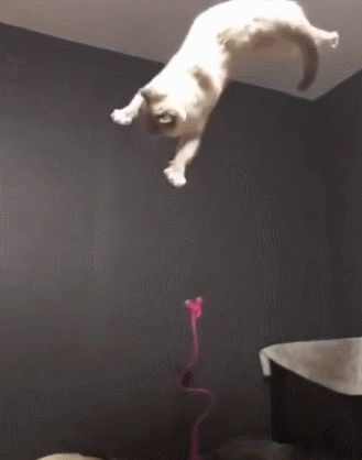 主人一下把猫咪抛了出去,猫咪在空中旋转跳跃闭着眼,猫:扔狗去