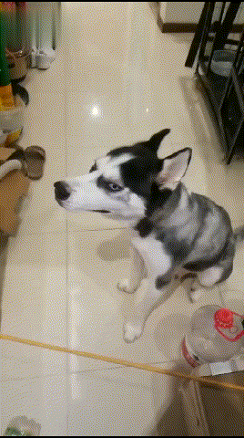 哈士奇沙发上拉粑粑,铲屎官打了二哈两耳光,二狗子委屈得哭了!