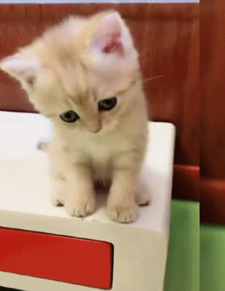 宠物GIF：喵星人：下面我给大家表演一个新的体育项目滑猫