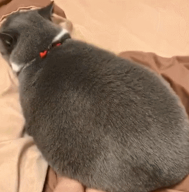 铲屎官将猫养肥冬天暖脚,脚刚伸进去,肥猫的反应让人羡慕