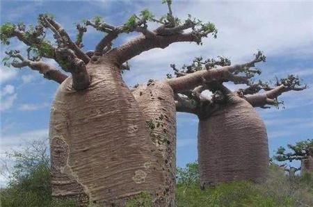 世界上最神奇的树,一年走20米,树干里藏了2吨水