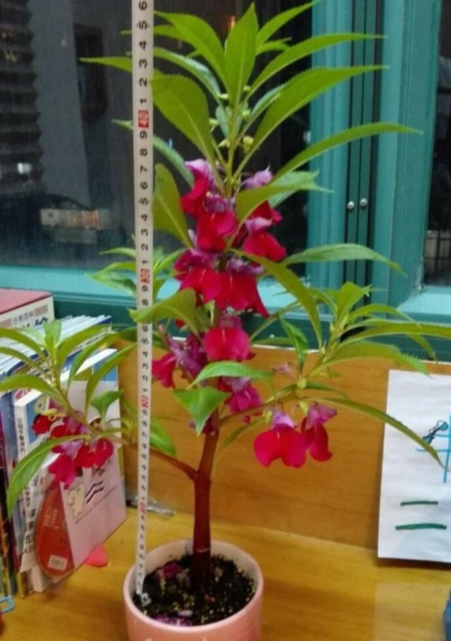 凤仙花在家里应该怎样养殖?