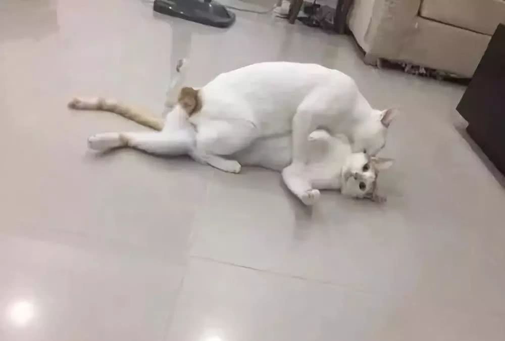 索的玛的猫电影