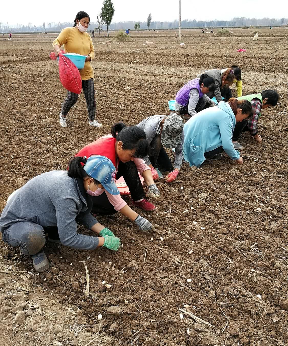 种大蒜赔钱,今年农民仍选择种蒜,明年能赚到钱