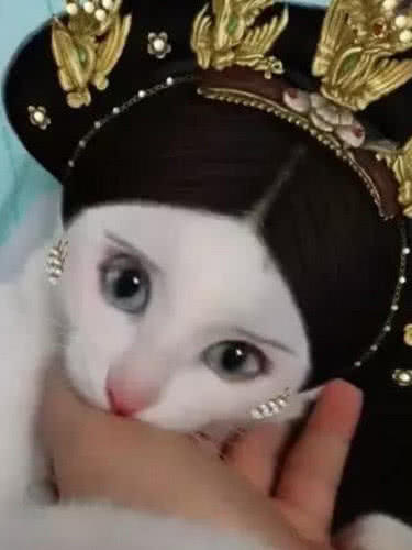 抖音猫咪被玩坏,化完妆之后,网友:这是魏璎珞?