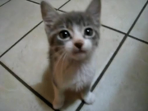 壁纸 动物 狗 狗狗 猫 猫咪 小猫 桌面 500_375 gif 动态图 动图
