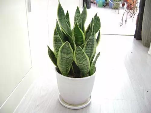 10种入门级盆栽养护方法，参考这个养，养死算我的