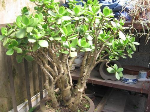 “玉树”这么养，枝条粗又壮，能活几十年，转眼成老桩！