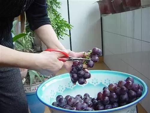 葡萄酒家庭酿造的简易方法