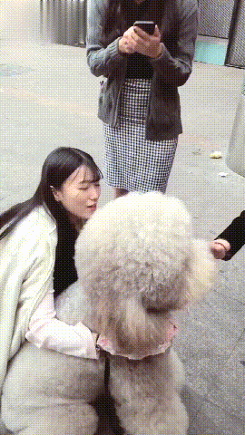 逛街偶遇一只巨型贵宾犬，路人：你是泰迪吗？巨贵：老子是泰坦