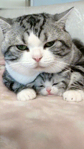 壁纸 动物 猫 猫咪 小猫 桌面 270_480 竖版 竖屏 手机 gif 动态图