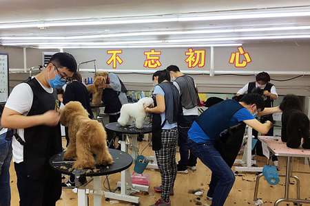 傲雄宠物美容师培训学校