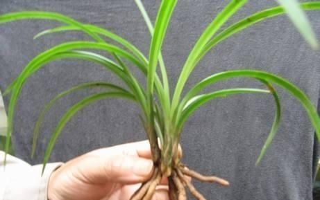 网购的兰花，做好“3点”，缓苗飞快、开花香，养得好花钱少