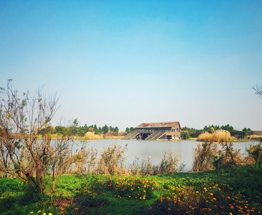 第一次去崇明岛，有哪些不可错过的体验？|西沙湿地|东滩湿地|崇明岛_新浪新闻
