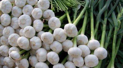 18年大蒜价格把蒜农们坑苦了,你觉得19年还能