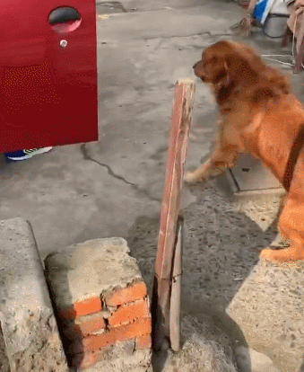 狗狗突然浑身抽搐,看起来很难受的样子,难道是中毒了?